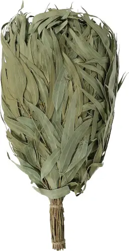 Kuivattu saunavihta, eukalyptus 🙂 Vain Tänään