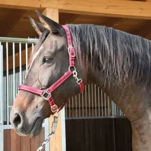 Aito Riimu Mustang, Kerbl 🙂